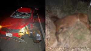 Grave percance vial: automóvil chocó contra un caballo en la Ruta PY08