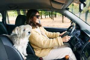 Mascotas: ¿Cuánto es la multa por llevar a tu perro “upa” o en el asiento del conductor? - Mascotas - ABC Color
