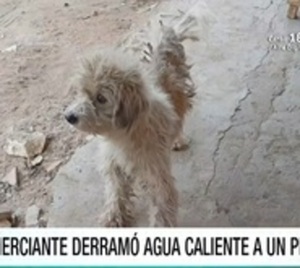 Luque: Comerciante denunciada por derramar agua caliente a un perro - Paraguay.com