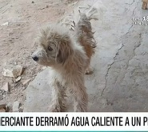 Luque: Comerciante denunciada por derramar agua caliente a un perro - Paraguay.com