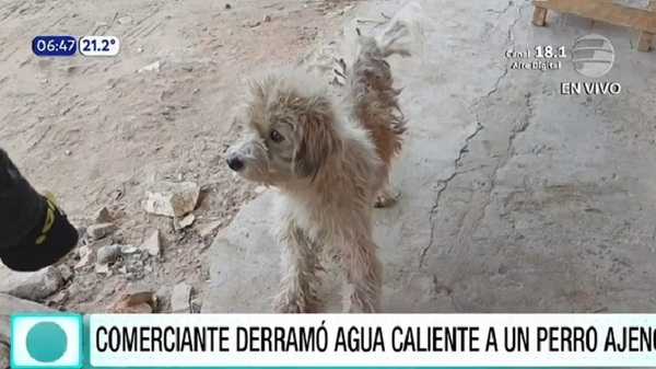 Luque: Comerciante denunciada por derramar agua caliente a un perro - Noticias Paraguay