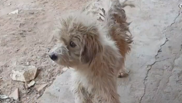 Video: Comerciante derrama agua caliente a un perro y es denunciada ante Fiscalía