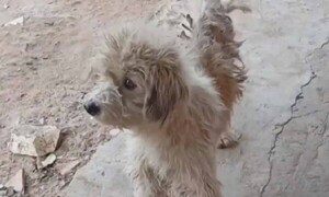 Comerciante derrama agua caliente a un perro en Limpio – Prensa 5