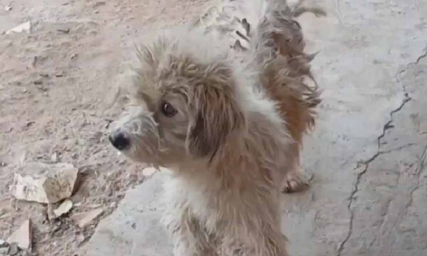 Comerciante derrama agua caliente a un perro en Limpio – Prensa 5