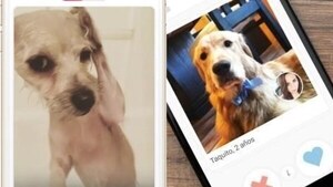 Usan apps tipo Tinder para que mascotas hagan "levantes"