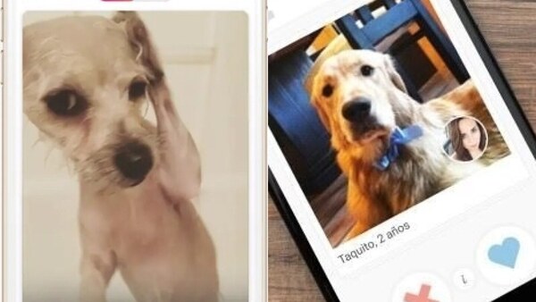 Usan apps tipo Tinder para que mascotas hagan "levantes"