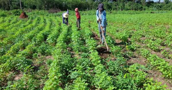 La Nación / Sequía en Concepción afecta a producción frutihortícola y sésamo