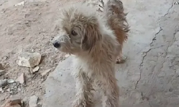Comerciante derramó agua caliente a un perrito - Noticiero Paraguay