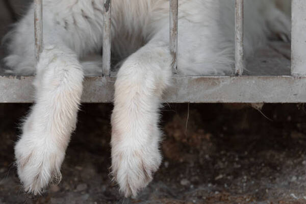 Ordenan prisión preventiva de hombre que degolló a un perro - PDS RADIO Y TV