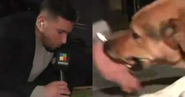 Diario HOY | Perro callejero mordió a cronista de TV en vivo y el video se hizo viral