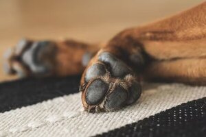 Ordenan prisión preventiva para hombre que acuchilló y degolló a perro en Nanawa - Unicanal