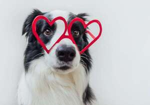 Las aplicaciones tipo “Tinder” pero para tus mascotas - Mascotas - ABC Color