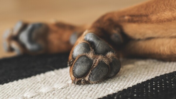 Hombre degolló a un perro que defendió a una anciana de 70 años