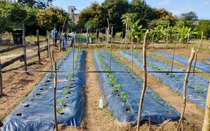 Granja penitenciaria Ita Porã permite a persona privada de libertad cultivar su reinserción social y laboral - ADN Digital