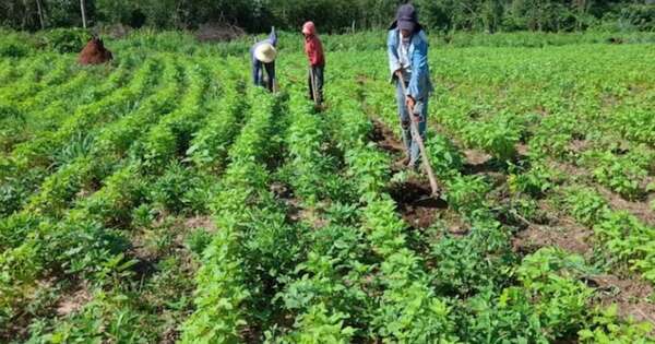 La Nación / Sequía afecta a producción de frutihortícola y sésamo