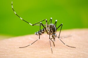 Casos de dengue disminuyeron pero instan a seguir eliminando criaderos de mosquitos