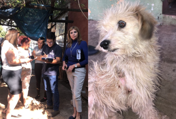 Comerciante denunciada por derramar agua hirviendo a un perro - Megacadena - Diario Digital