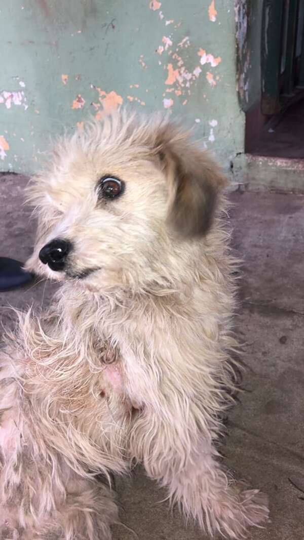¡Quemaron a perrito con agua caliente en Limpio! esto hará la Fiscalía con los responsables - Policiales - ABC Color