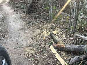 Indígena denuncia tala de árboles en bosque de Bahía Negra  - Nacionales - ABC Color