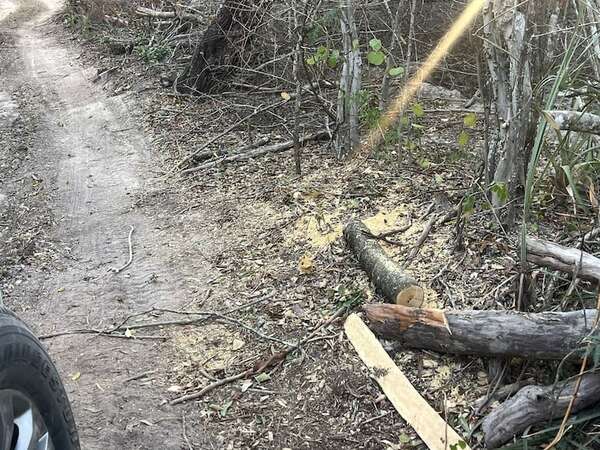 Indígena denuncia tala de árboles en bosque de Bahía Negra - Nacionales - ABC Color