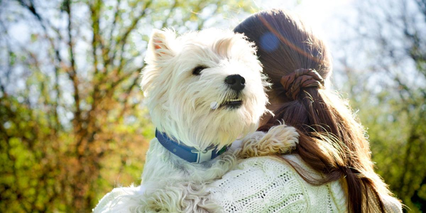 ¿Por qué hoy se celebra el Día Mundial del Perro? - Megacadena - Diario Digital