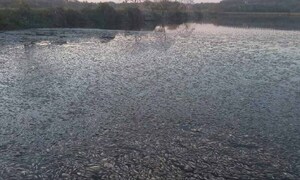 Crítica situación por mortandad de peces en la compañía Olegario de Coronel Oviedo – Prensa 5