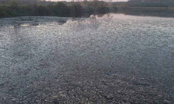 Crítica situación por mortandad de peces en la compañía Olegario de Coronel Oviedo – Prensa 5