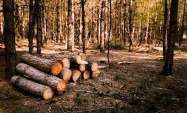 Colombia lidera lucha contra la deforestación - El Independiente