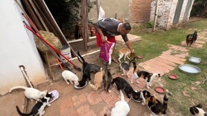 Rescatados del abandono, los perros y gatos hacen las paces