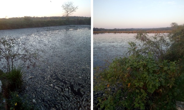Mortandad de peces y contaminación de arroyo por desidia de Essap en Coronel Oviedo - OviedoPress