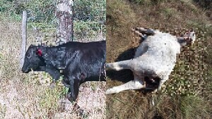 Perros vare’a matan y devoran a las vaquillas