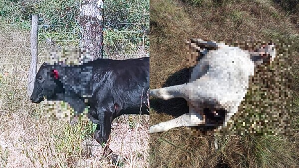 Perros vare’a matan y devoran a las vaquillas