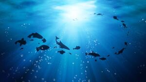 Un misterioso "oxígeno negro" producido en las profundidades del océano Pacífico