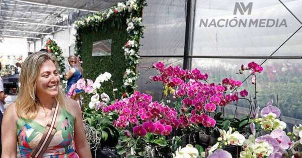 La Nación / Producción nacional de orquídeas es de 190.000 plantas anuales