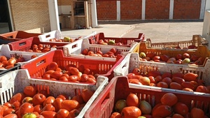 Incautan 1,000 Kilos de Tomate Presuntamente de Contrabando en Yby Yau