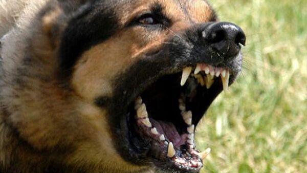 Los perros se vuelven más negativos al oler el estrés humano, según un estudio