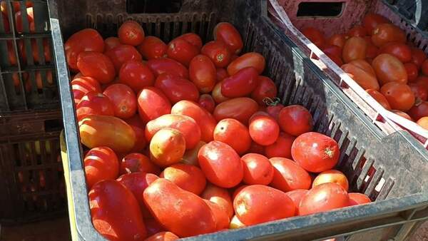 Incautan 1 tonelada de tomate presuntamente de contrabando en Yby Yau