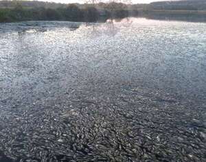 Terrible mortandad de peces en estanques de la Essap en Coronel Oviedo - Nacionales - ABC Color