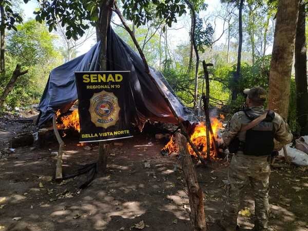 SENAD saca de circulación 15 toneladas de marihuana en zona rural de Amambay - Oasis FM 94.3