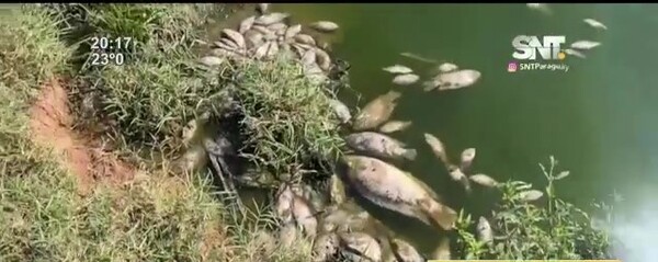 Mortandad de peces: vecinos denuncian a ESSAP por contaminación - SNT