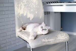 Mascotas: ¿Por qué mi gato araña los muebles? - Mascotas - ABC Color