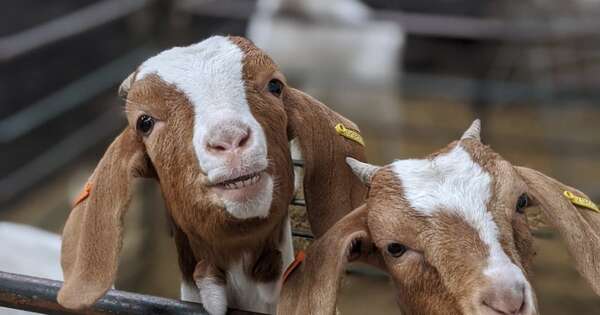 La Nación / Ganadería caprina en Paraguay: productores urgen enfoque multifacético para dar el gran salto