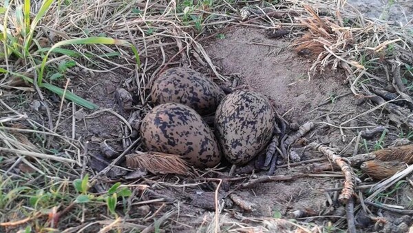 Tras incidentes con aviones, Dinac buscará eliminar nidos de aves en zona del Silvio Pettirossi