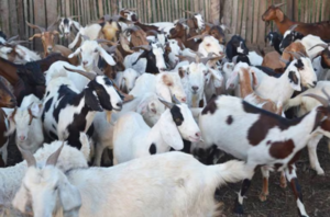 Ganadería caprina en Paraguay: productores urgen enfoque multifacético para dar el gran salto