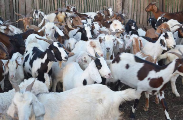 Ganadería caprina en Paraguay: productores urgen enfoque multifacético para dar el gran salto