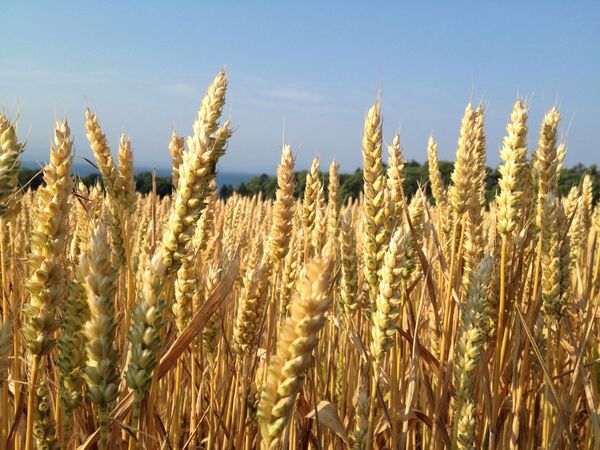 Usan el gen de control de floración para mejorar rendimientos del trigo