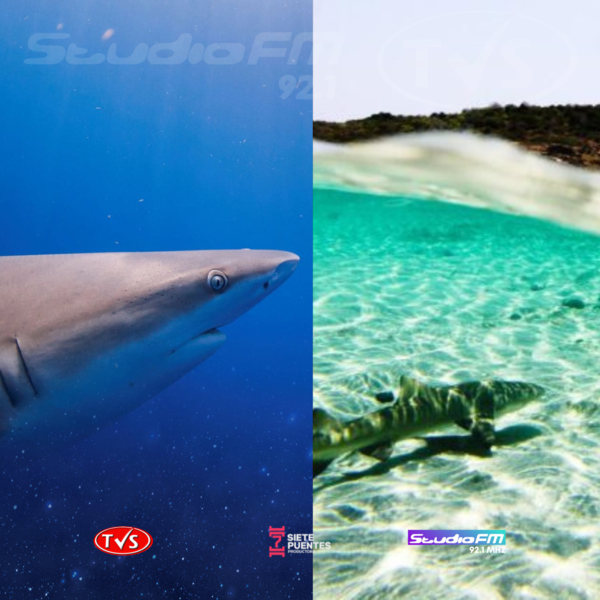TRAS VARIAS PRUEBAS, CIENTÍFICOS BRASILEÑOS HAN ENCONTRADO COCAÍNA EN TIBURONES. ESTO ES LO QUE DICEN LOS AUTORES DEL ANÁLISIS. - TVS