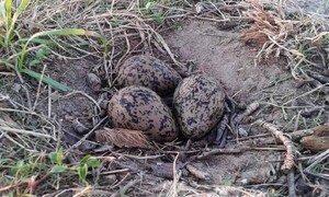 Tras incidentes con aviones, Dinac buscará eliminar nidos de aves en zona del Silvio Pettirossi – Prensa 5