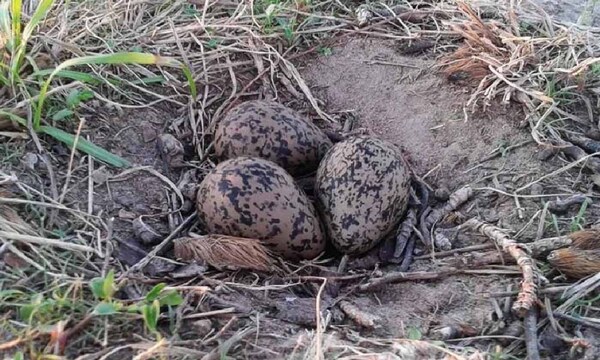 Tras incidentes con aviones, Dinac buscará eliminar nidos de aves en zona del Silvio Pettirossi – Prensa 5