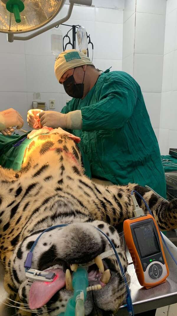 Operan a jaguareté hembra que vive en el zoológico de Asunción - Nacionales - ABC Color
